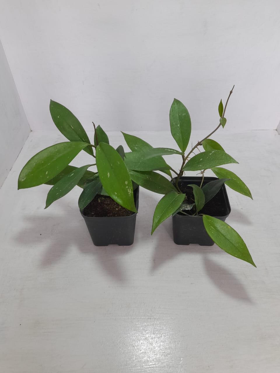Hoya Pubicalyx 2 Plants Combo