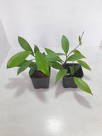 Hoya Pubicalyx 2 Plants Combo