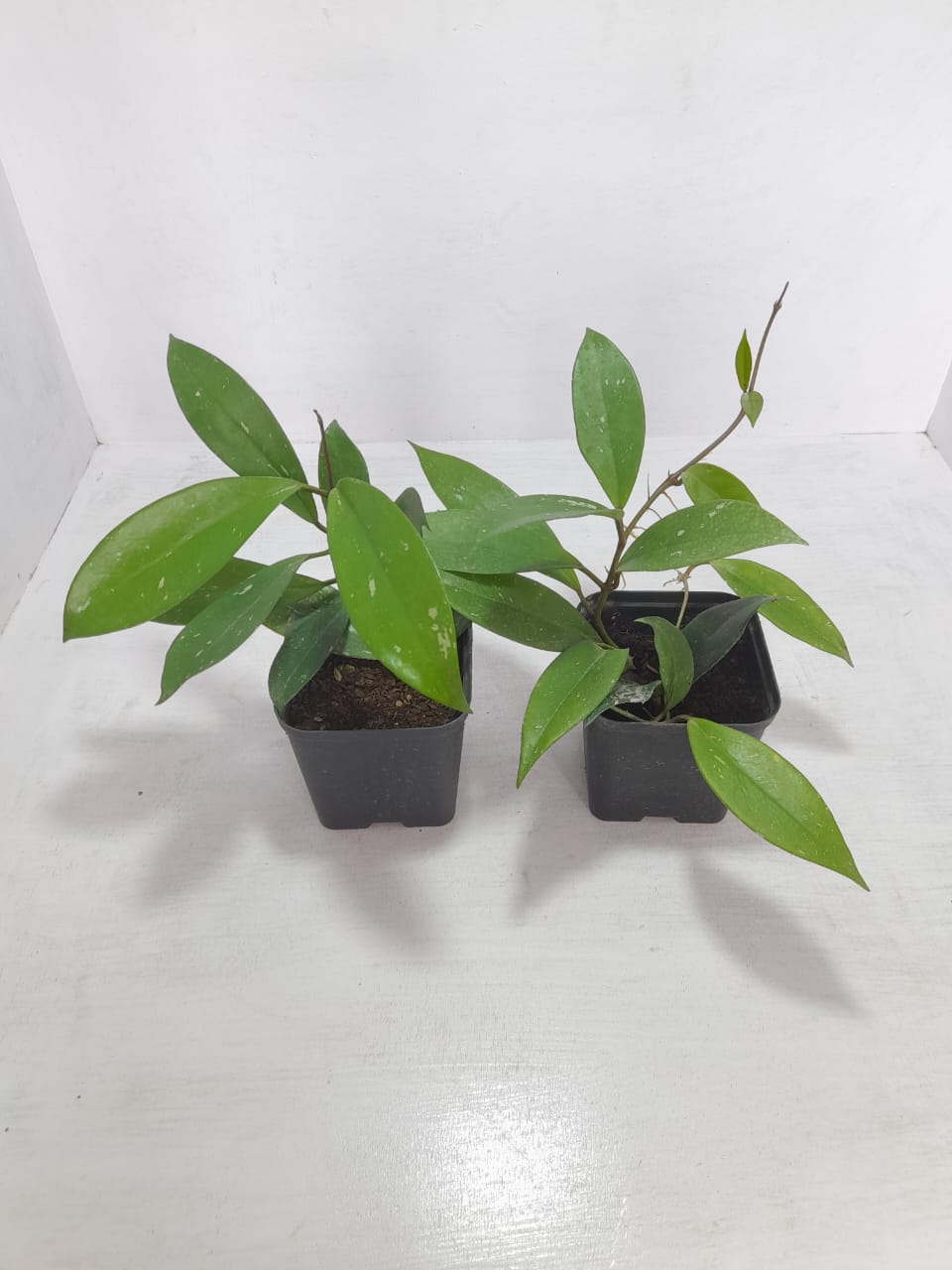 Hoya Pubicalyx 2 Plants Combo