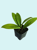 Hoya Pubicalyx 2 Plants Combo