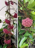 Hoya Pubicalyx 2 Plants Combo