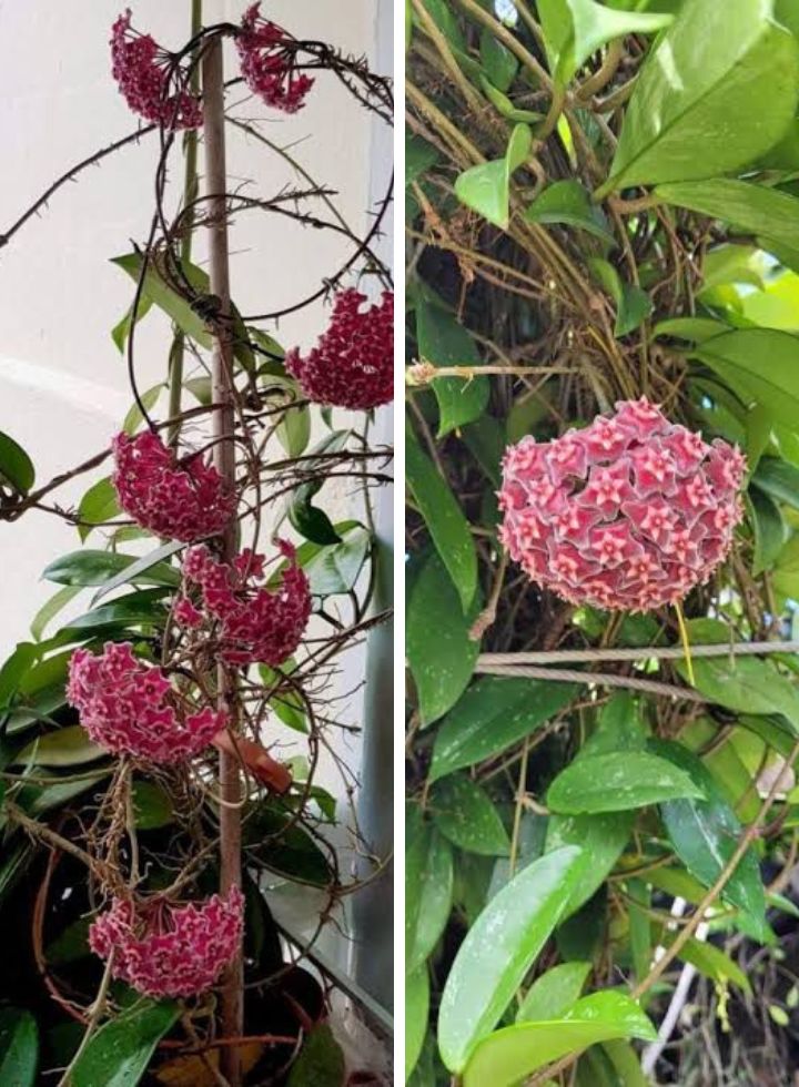 Hoya Pubicalyx 2 Plants Combo
