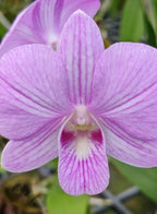 Dendrobium Burana Pink Beauty Hybrid Orchid Plant