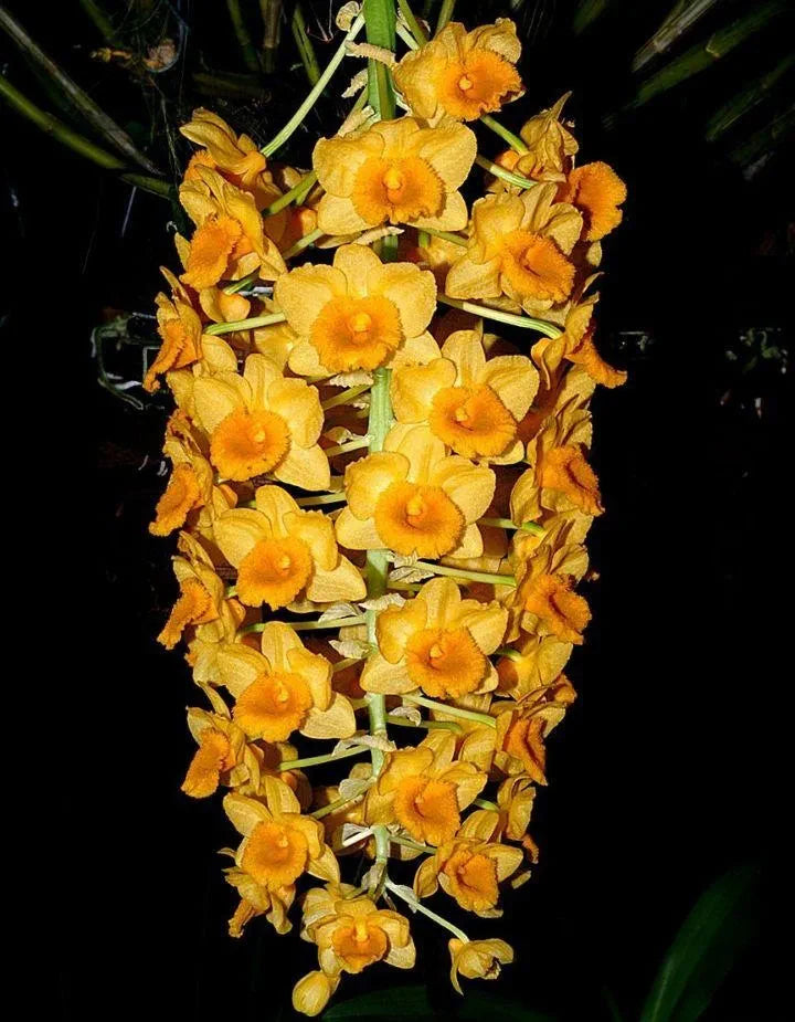 Dendrobium Densiflorum Orchid Plant