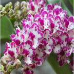 Rhyncostyls Gigantea Ply Orchid Plant