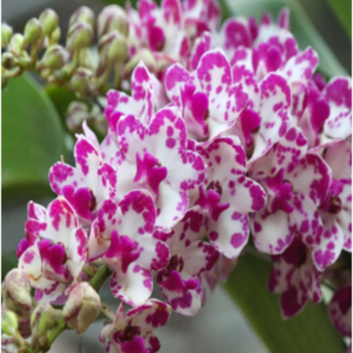Rhyncostyls Gigantea Ply Orchid Plant