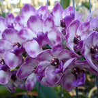 Rhynchostylis gigantea Blue Orchid Plant