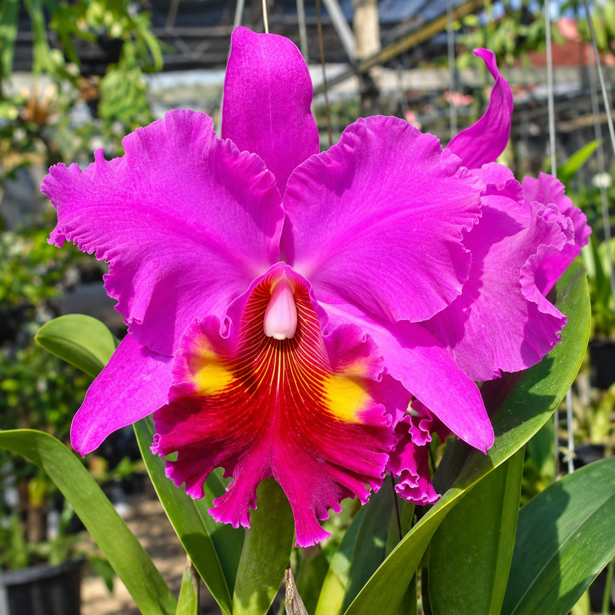 Cattleya Lucky Stick Golden Orchid Plant – Premium Cattleya Orchid with Terracotta Pot