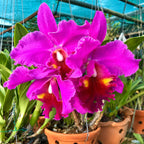 Cattleya Lucky Stick Golden Orchid Plant – Premium Cattleya Orchid with Terracotta Pot