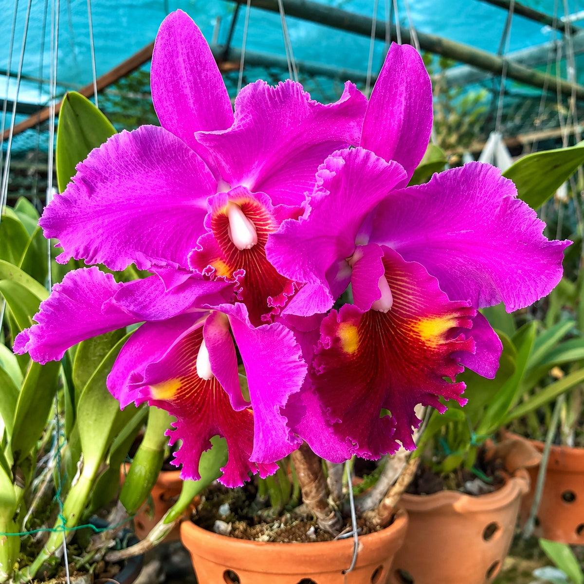 Cattleya Lucky Stick Golden Orchid Plant – Premium Cattleya Orchid with Terracotta Pot