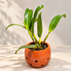 Cattleya Lucky Stick Golden Orchid Plant – Premium Cattleya Orchid with Terracotta Pot