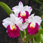 Cattleya Rlc. Krichaya Delight Orchid – Mature Plant with Terracotta Pot