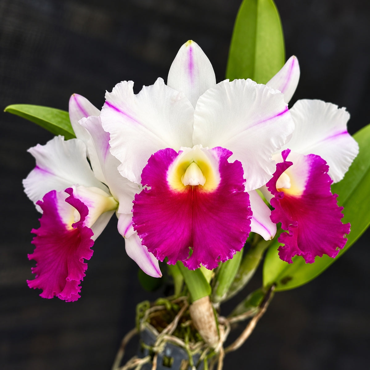 Cattleya Rlc. Krichaya Delight Orchid – Mature Plant with Terracotta Pot