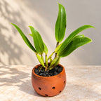 Cattleya Rlc. Krichaya Delight Orchid – Mature Plant with Terracotta Pot