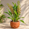 Grammatophyllum speciosum – Tiger Orchid