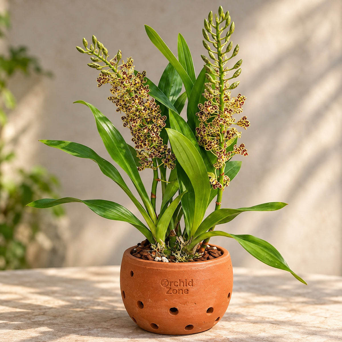 Grammatophyllum speciosum – Tiger Orchid