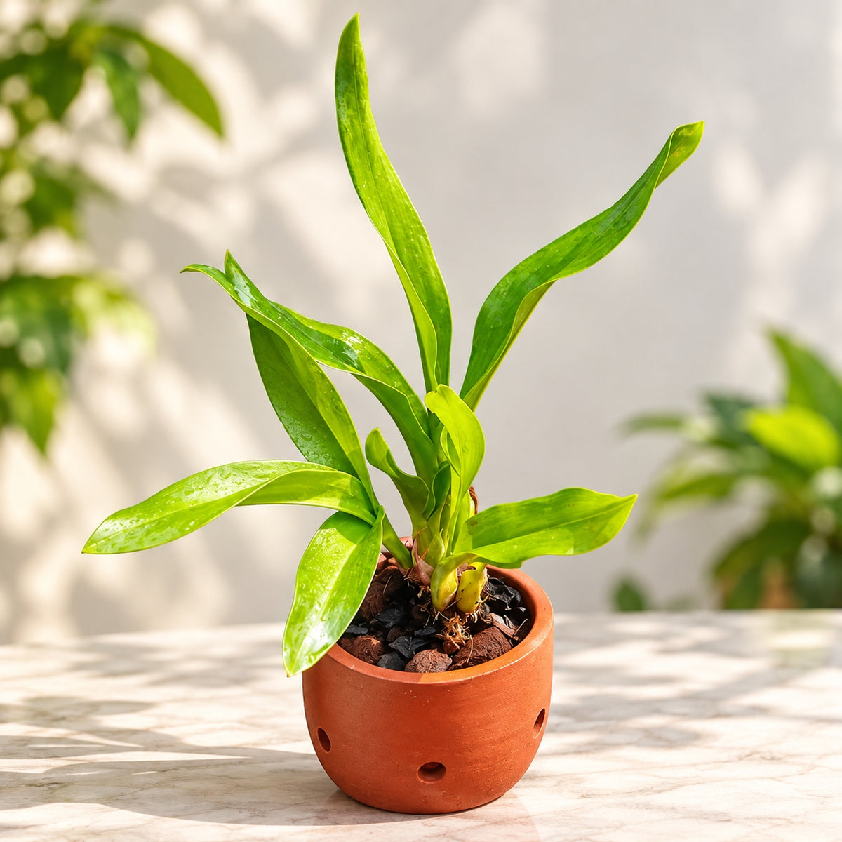 Grammatophyllum speciosum – Tiger Orchid