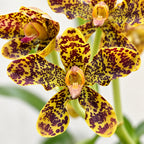 Grammatophyllum speciosum – Tiger Orchid