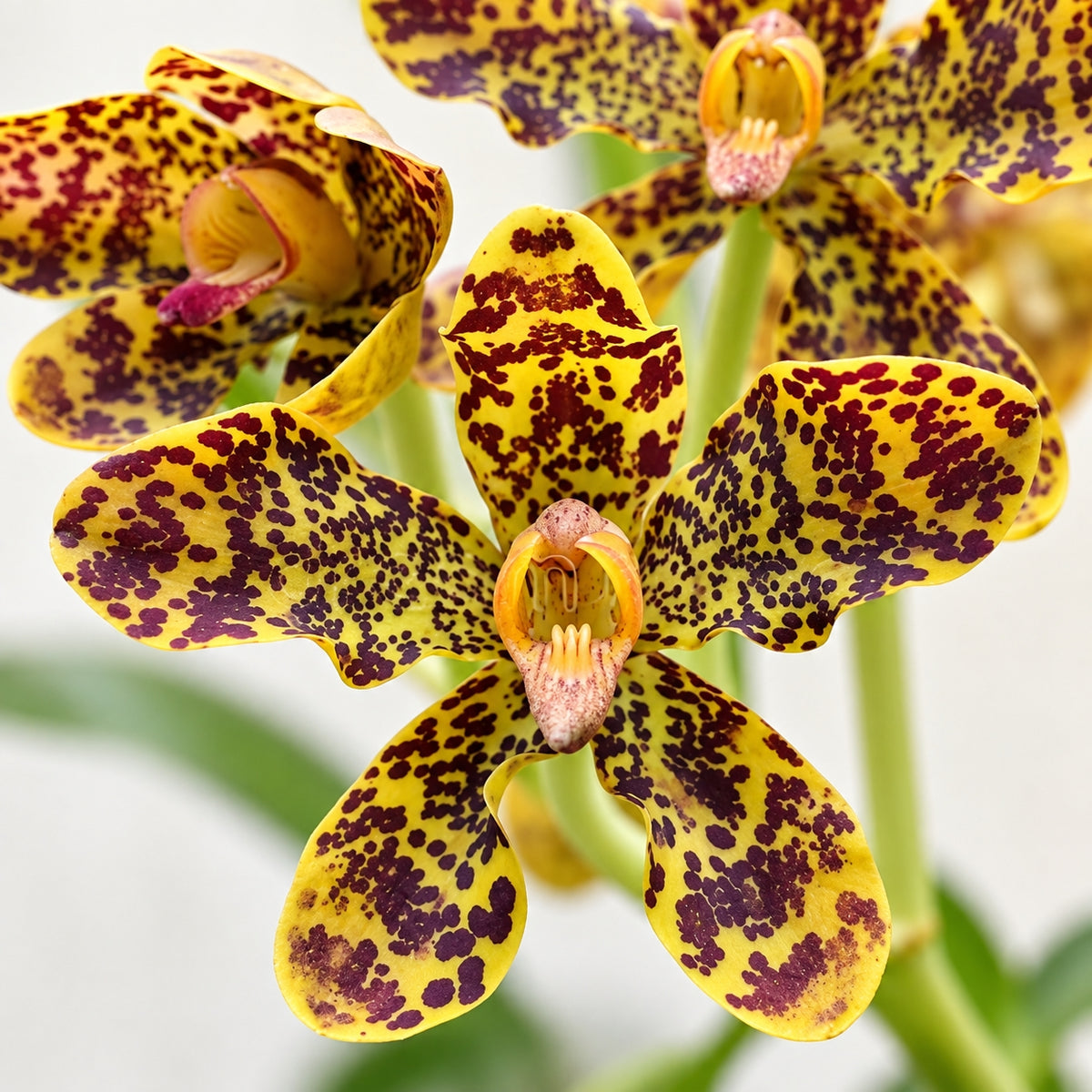 Grammatophyllum speciosum – Tiger Orchid