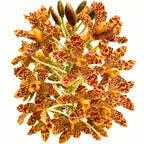 Grammatophyllum speciosum – Tiger Orchid