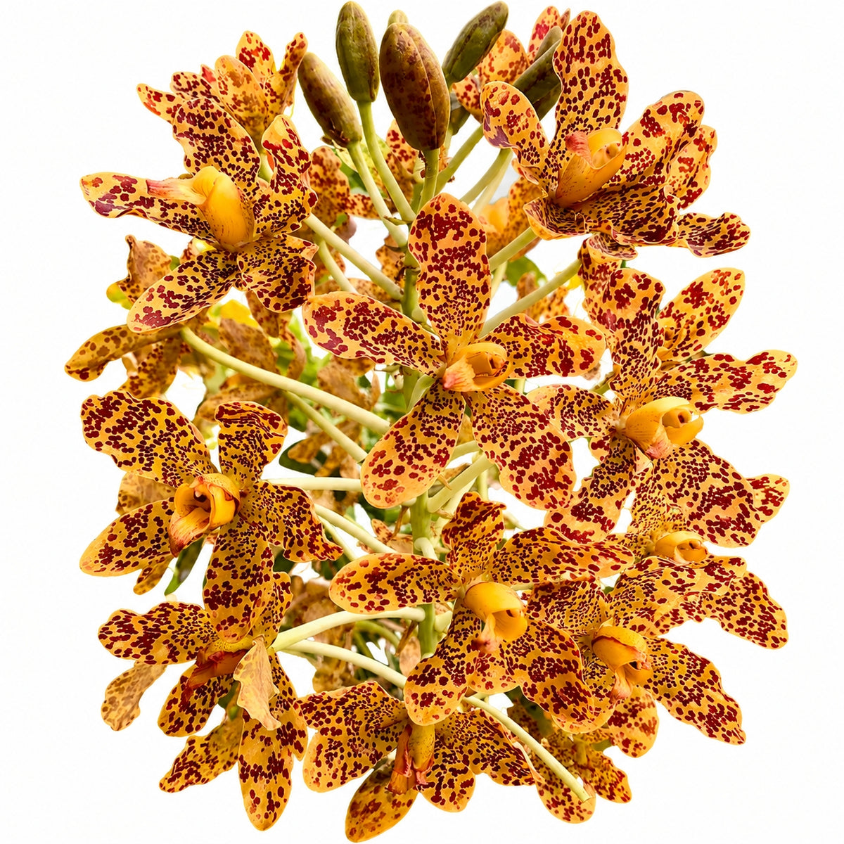 Grammatophyllum speciosum – Tiger Orchid