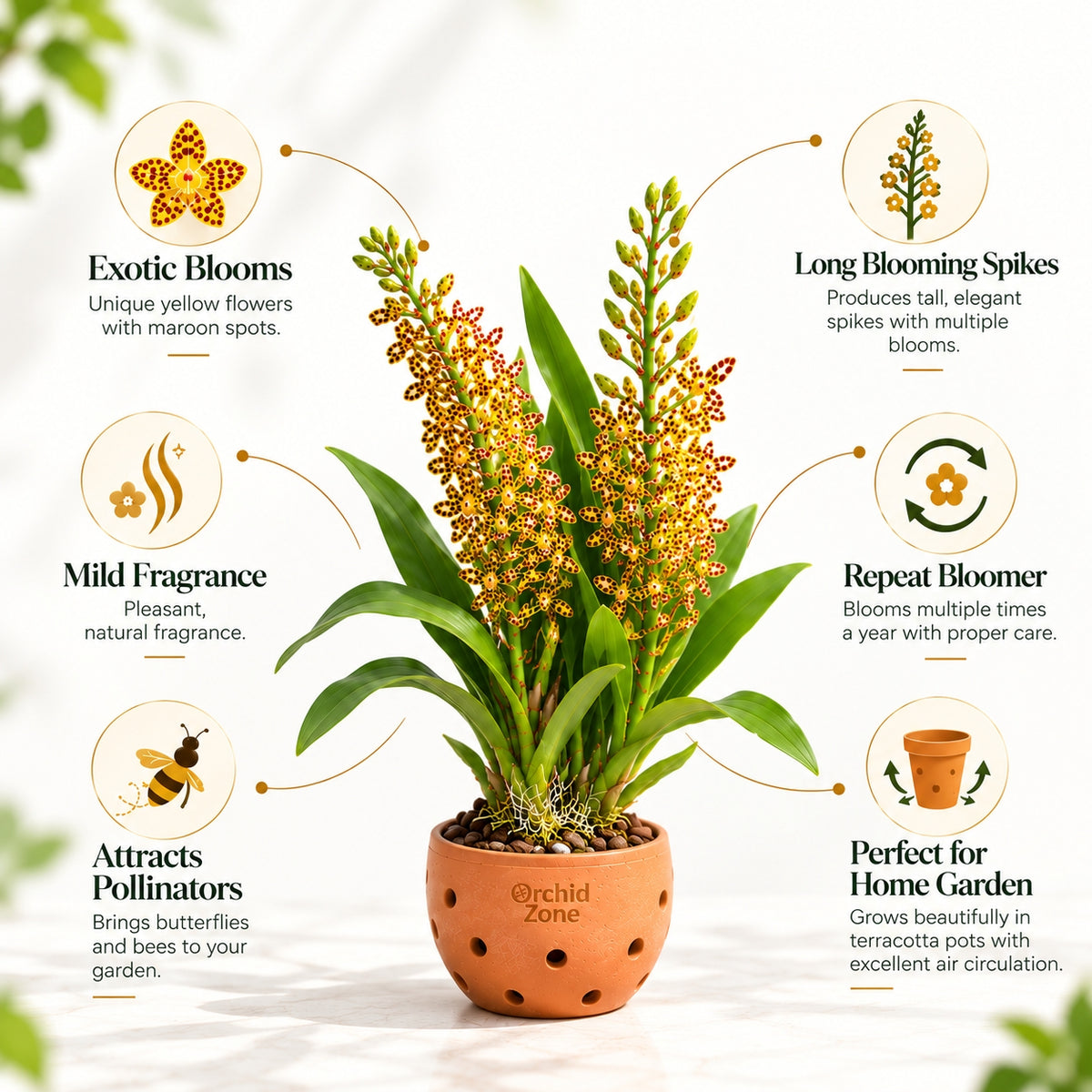 Grammatophyllum speciosum – Tiger Orchid