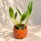 Rhyncattleanthe Nell Hammer Orchid – Mature Plant with Terracotta Pot
