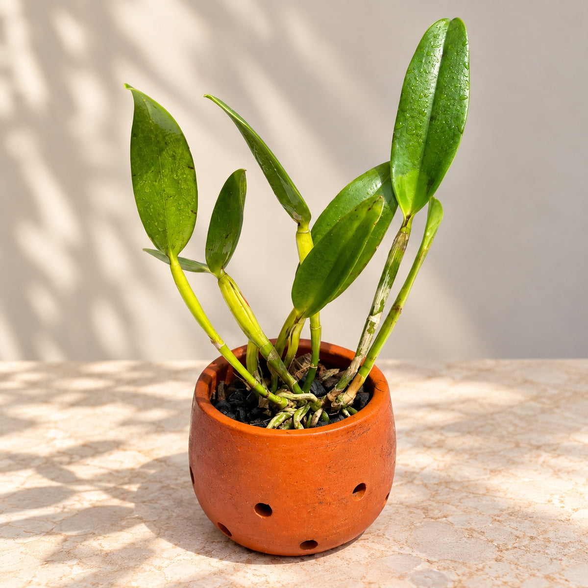 Rhyncattleanthe Nell Hammer Orchid – Mature Plant with Terracotta Pot