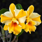 Rhyncattleanthe Nell Hammer Orchid – Mature Plant with Terracotta Pot