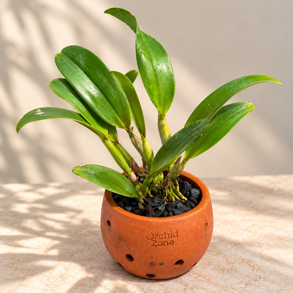 Cattleya Rlc. Chao Praya Gold Orchid – Mature Plant with Terracotta Pot