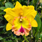 Cattleya Rlc. Chao Praya Gold Orchid – Mature Plant with Terracotta Pot
