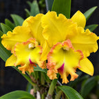 Cattleya Rlc. Chao Praya Gold Orchid – Mature Plant with Terracotta Pot