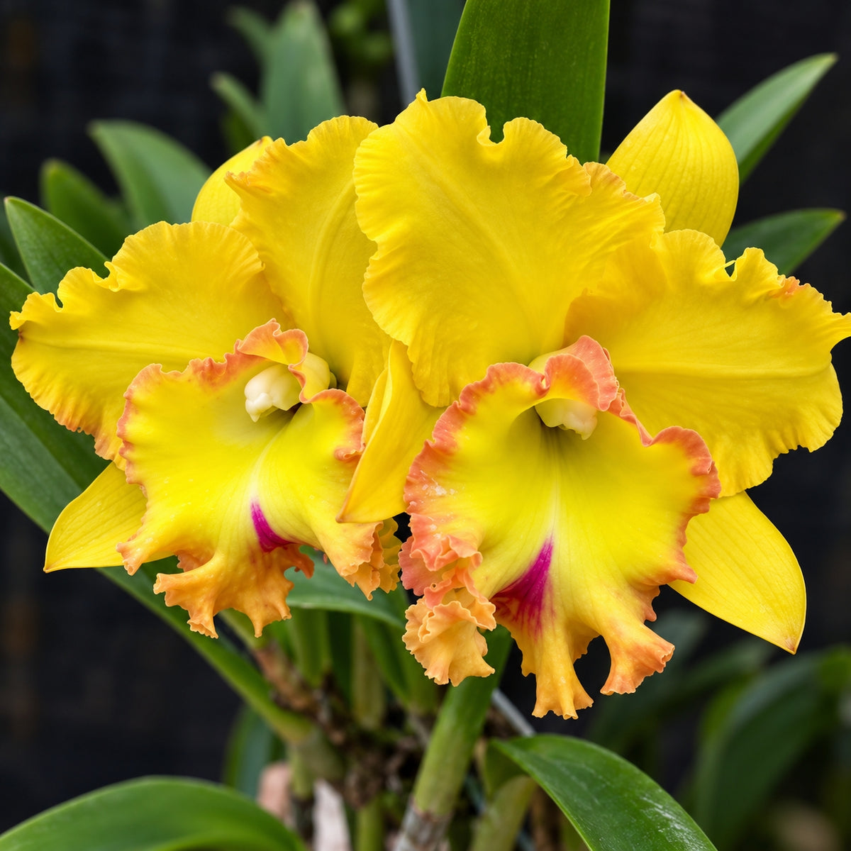 Cattleya Rlc. Chao Praya Gold Orchid – Mature Plant with Terracotta Pot