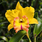 Cattleya Rlc. Chao Praya Gold Orchid – Mature Plant with Terracotta Pot