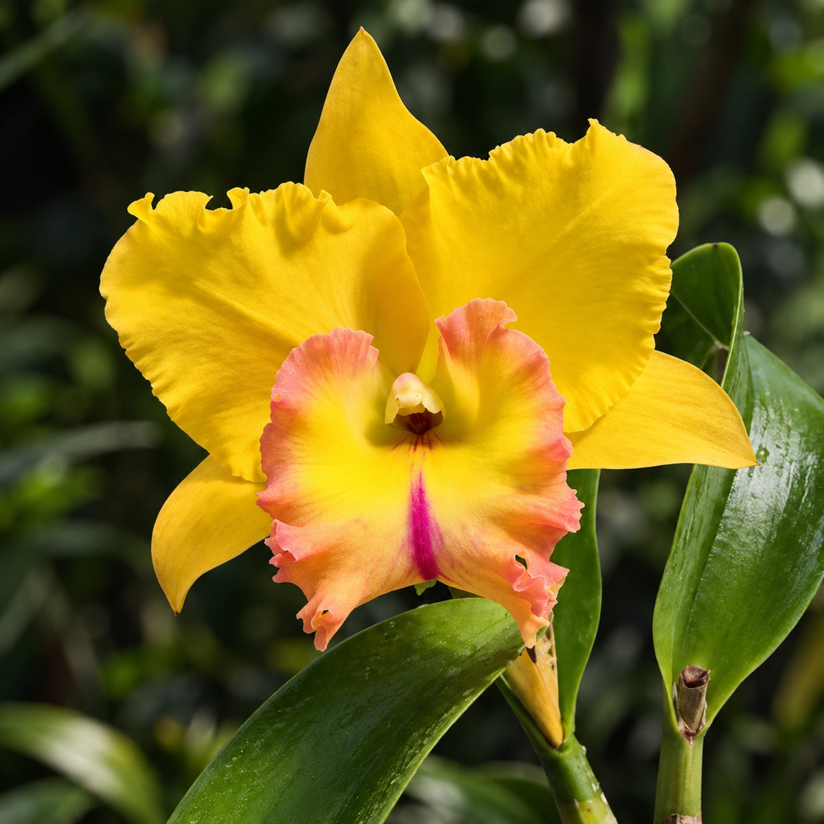 Cattleya Rlc. Chao Praya Gold Orchid – Mature Plant with Terracotta Pot