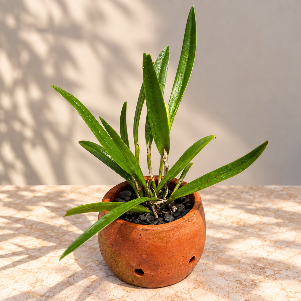 Procatavola Wufong Jade Orchid Plant – Mature Plant with Terracotta Pot