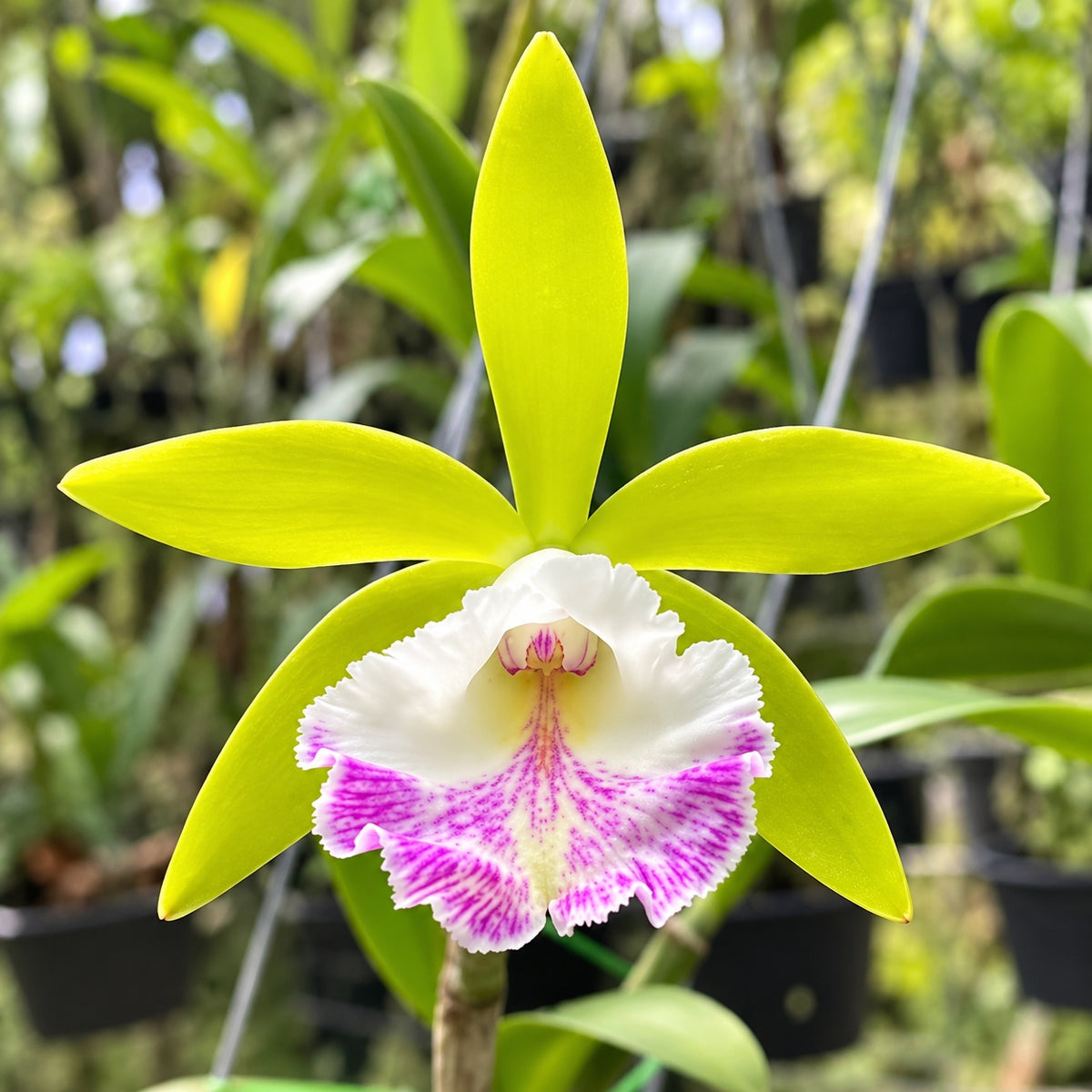 Procatavola Wufong Jade Orchid Plant – Mature Plant with Terracotta Pot