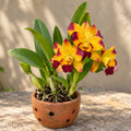 Cattleya Ploenpit Crown Orchid Plant – Mature Plant with Terracotta Pot