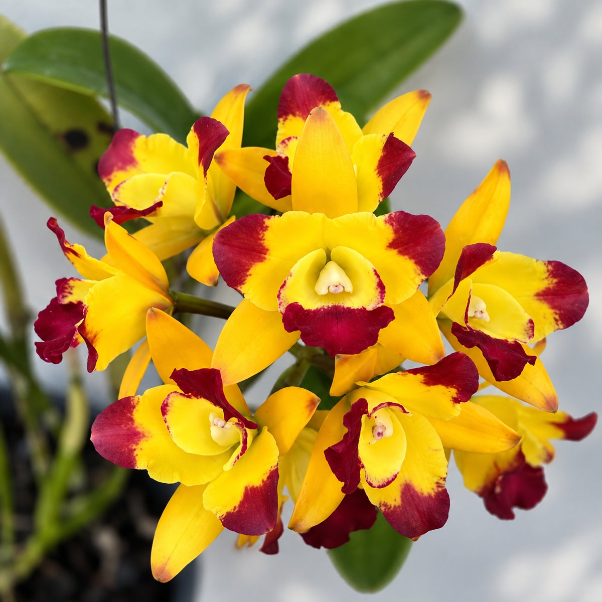 Cattleya Ploenpit Crown Orchid Plant – Mature Plant with Terracotta Pot