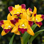Cattleya Ploenpit Crown Orchid Plant – Mature Plant with Terracotta Pot