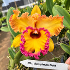 Cattleya Rlc. Samphran Gold Orchid Plant – Mature Plant with Terracotta Pot