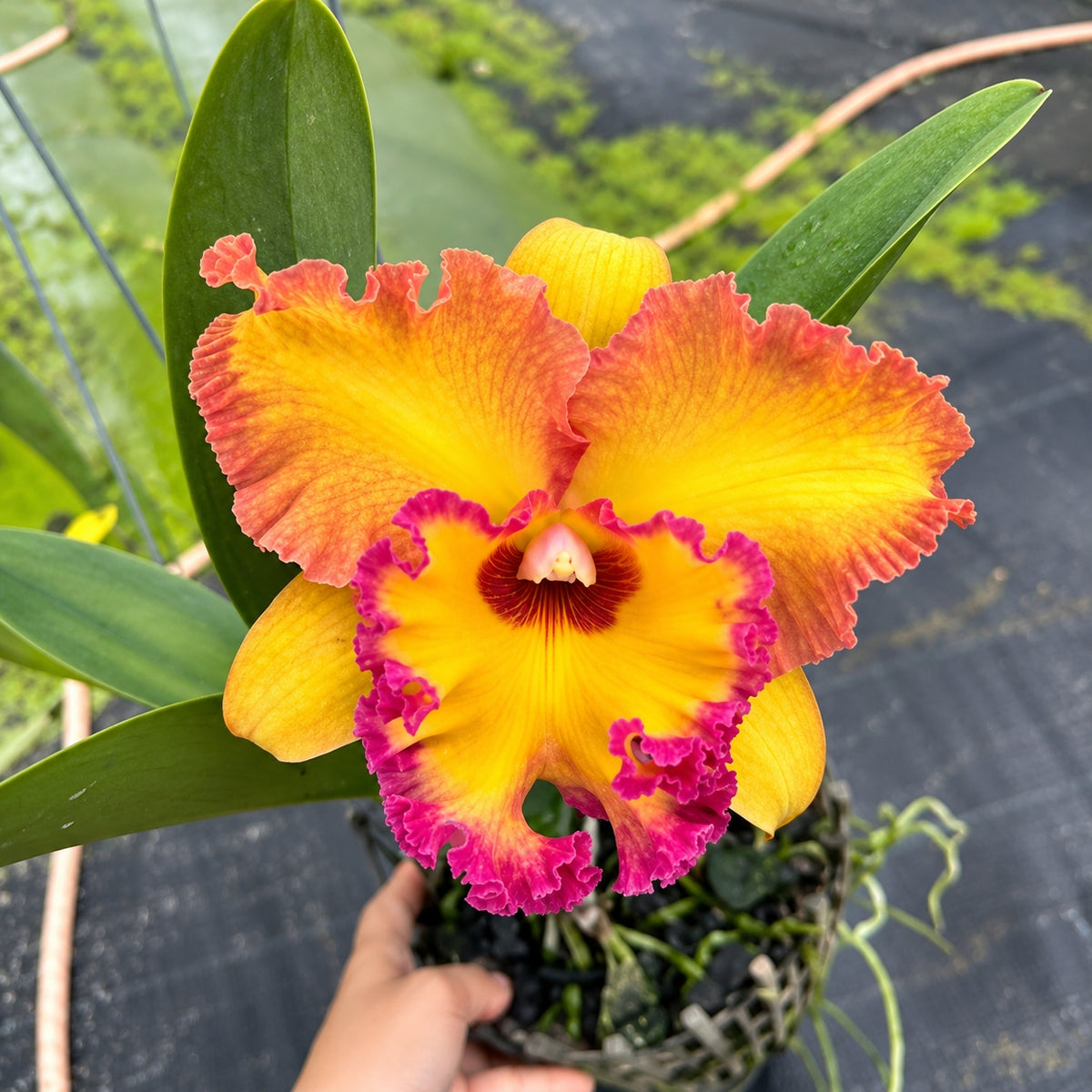 Cattleya Rlc. Samphran Gold Orchid Plant – Mature Plant with Terracotta Pot