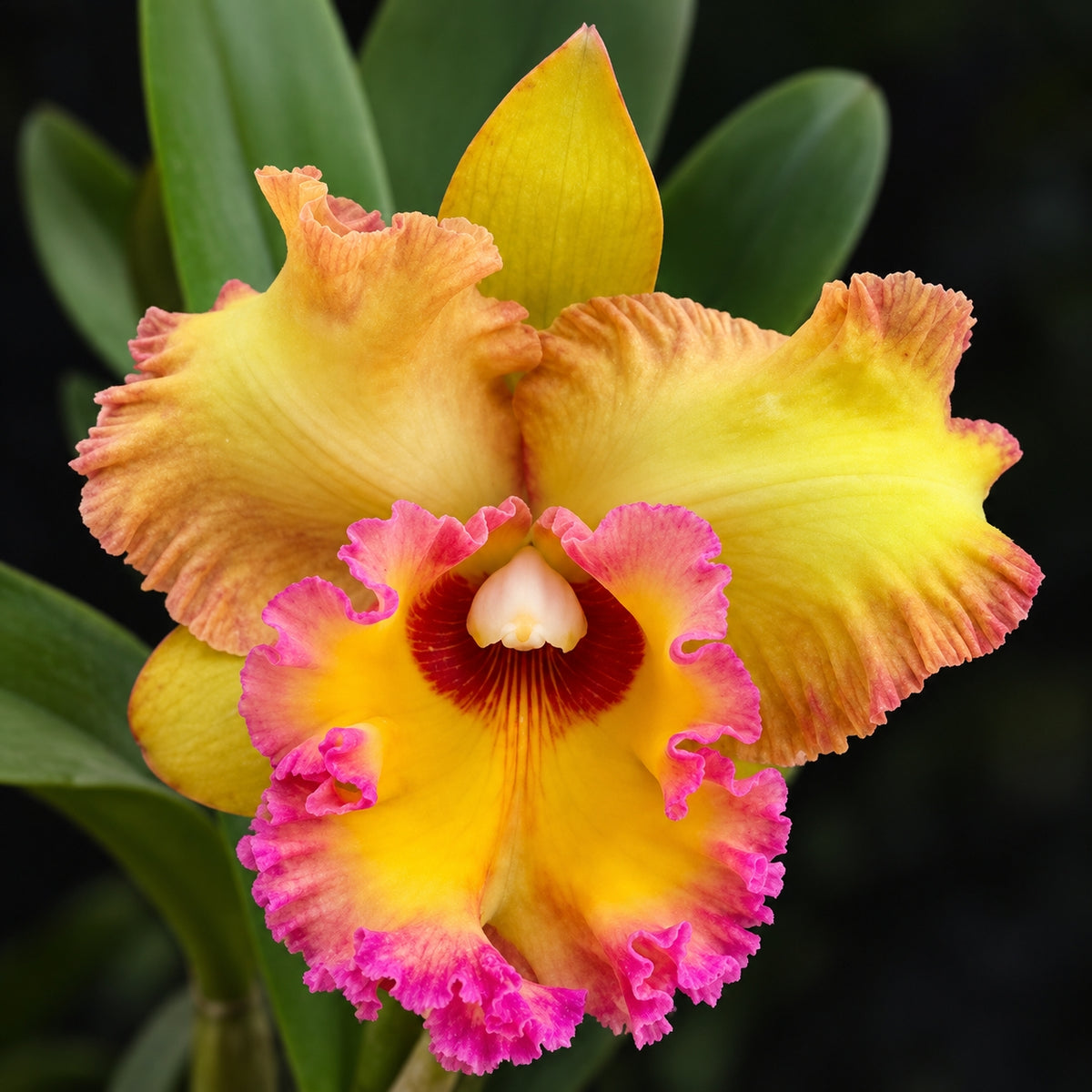 Cattleya Rlc. Samphran Gold Orchid Plant – Mature Plant with Terracotta Pot