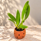 Cattleya Rlc. Samphran Gold Orchid Plant – Mature Plant with Terracotta Pot