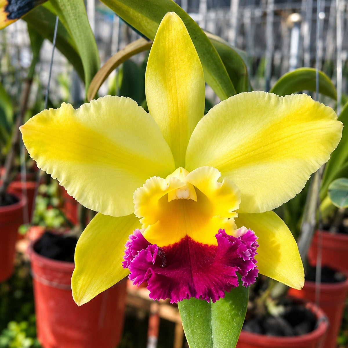 Cattleya Rlc. Green Rattana ‘Golden Angel’ Orchid Plant – Mature Plant with Terracotta Pot