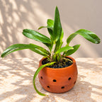 Cattleya Rlc. Green Rattana ‘Golden Angel’ Orchid Plant – Mature Plant with Terracotta Pot