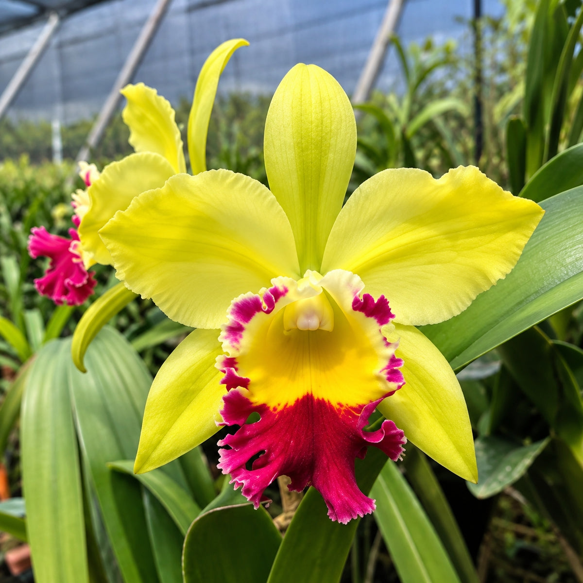 Cattleya Rlc. Green Rattana ‘Golden Angel’ Orchid Plant – Mature Plant with Terracotta Pot