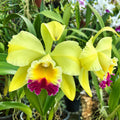 Cattleya Rlc. Green Rattana ‘Golden Angel’ Orchid Plant – Mature Plant with Terracotta Pot