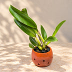 Cattleya Snow White Orchid Plant – Mature Plant with Terracotta Pot
