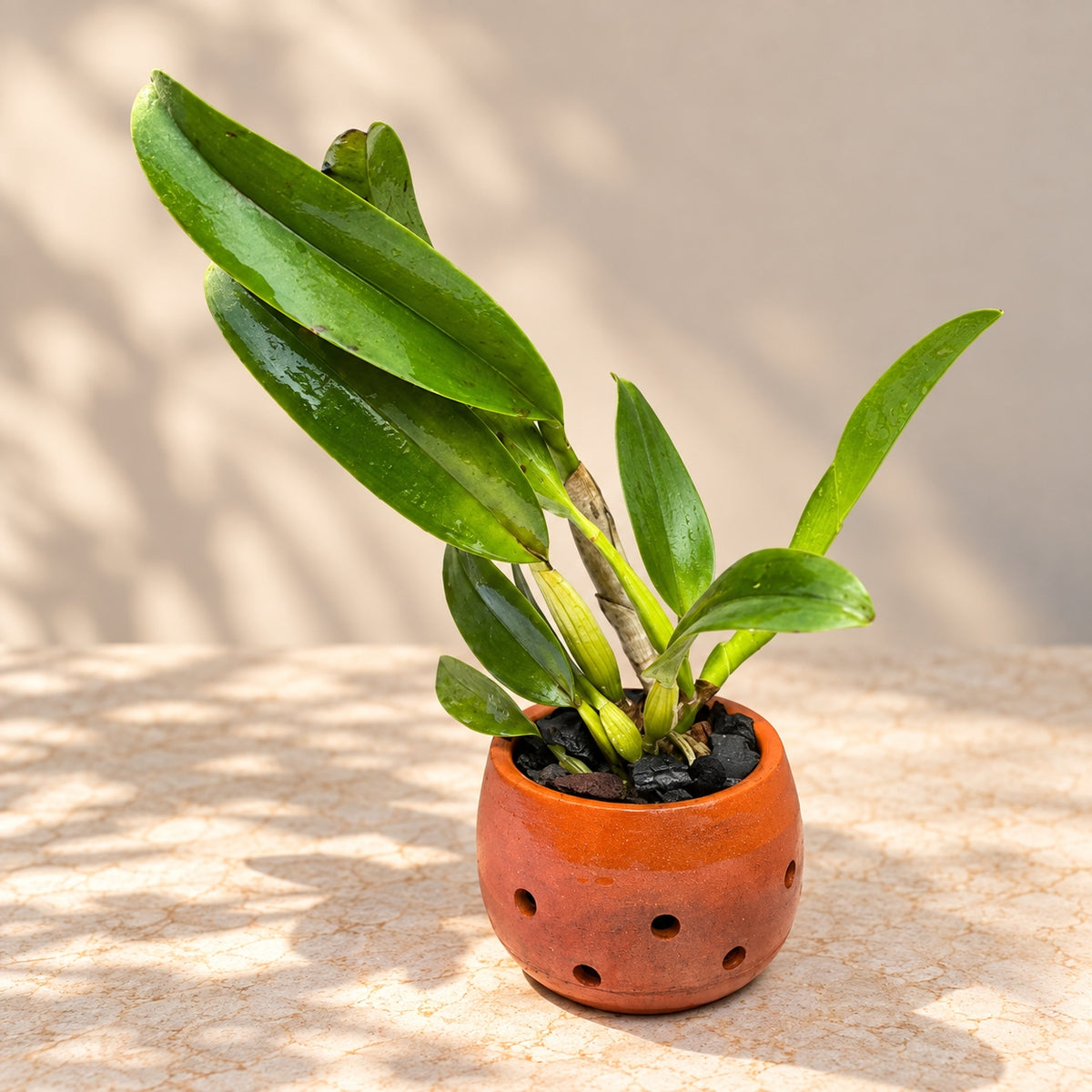 Cattleya Snow White Orchid Plant – Mature Plant with Terracotta Pot